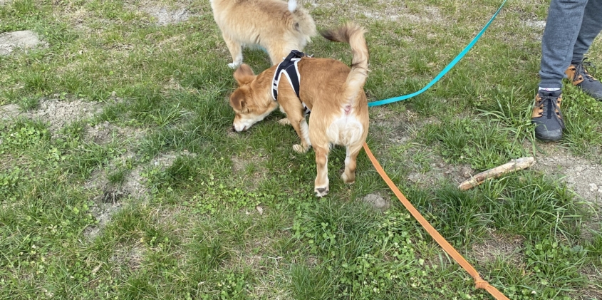 Pieski na zajęciach