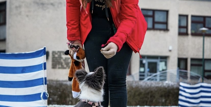 Zajęcia w psim przedszkolu