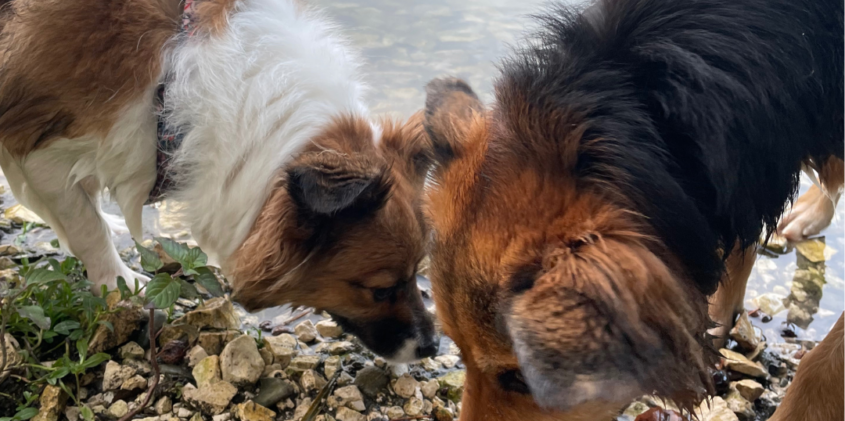 Pieski na spacerze socjalizacyjnym